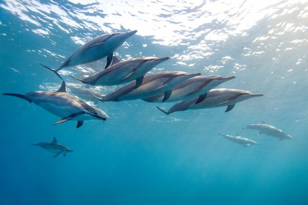 Стая дельфинов резвиться в океане