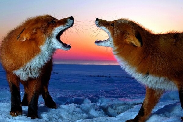 Two red foxes in the snow, at sunset