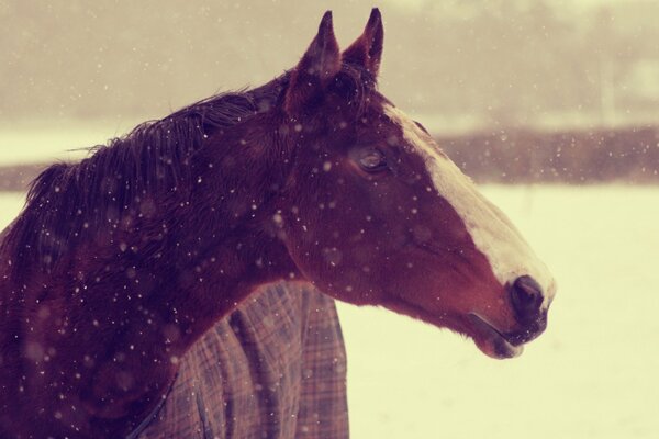 The muzzle of a horse under the snow