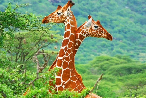 Giraffe appuntite nella savana africana