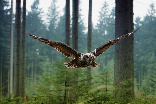 Умная сова пролетает над лесом