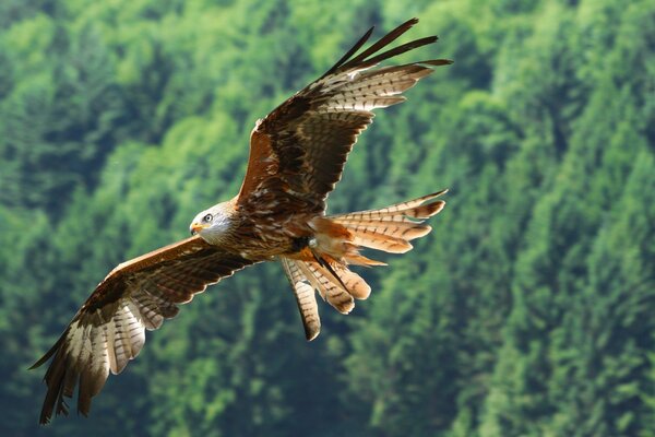 Flug eines Vogels über den Wald