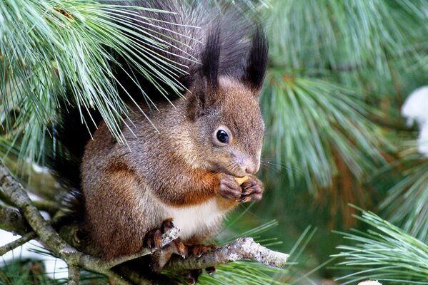 Eichhörnchen sitzt auf einem Ast