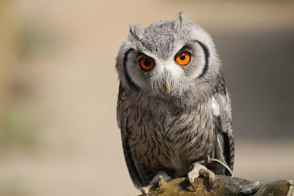 Hibou oiseau de proie