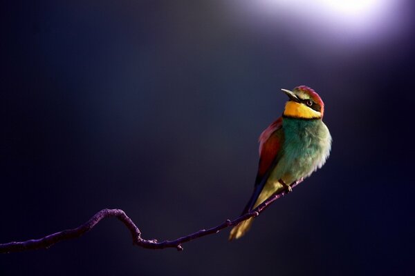 Golden squint on a branch at night