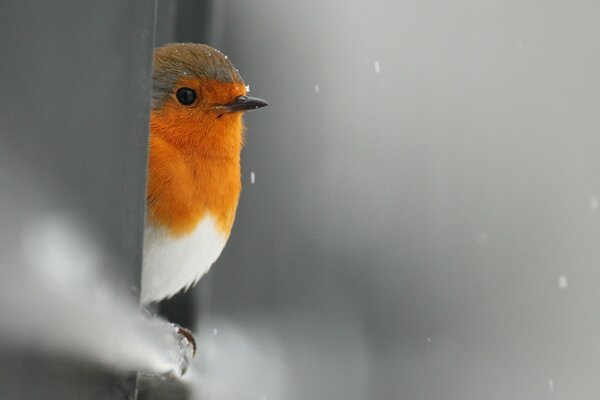 A robin peeks out of hiding