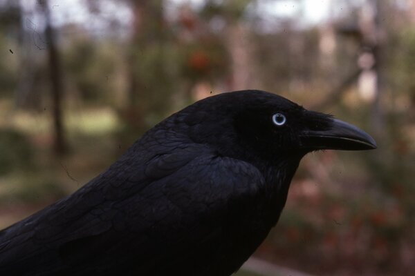 Black raven close-up