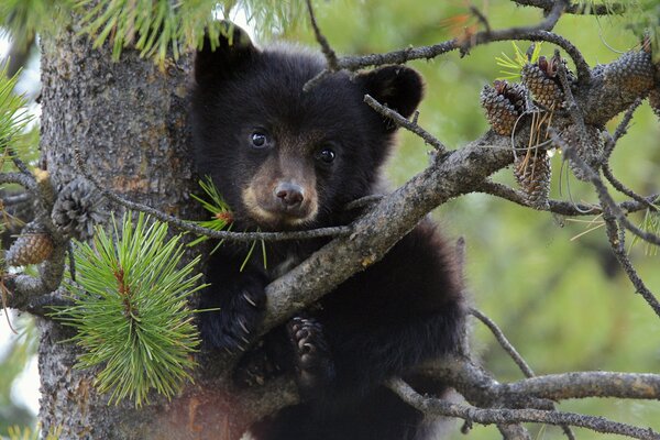 A bear cub on a pine tree is waiting for mom