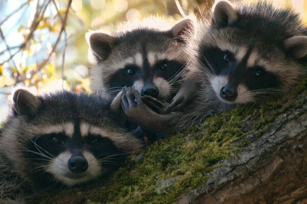 Famille de ratons laveurs au repos sur un arbre