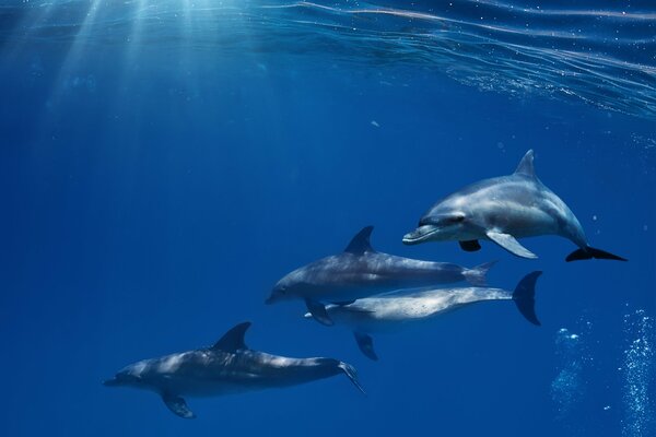 A flock of dolphins under water