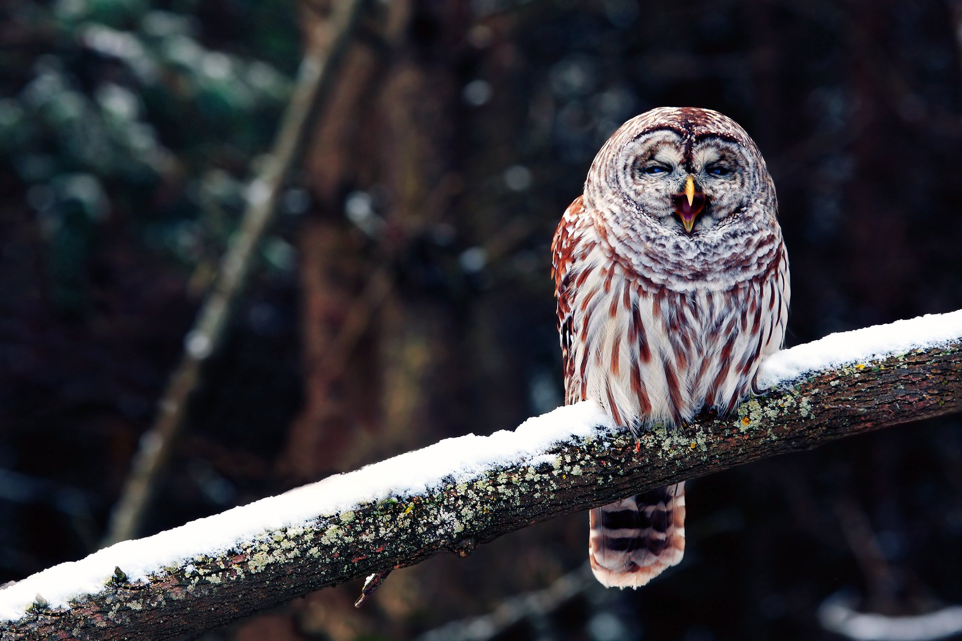 hibou oiseau branche bec bâillements