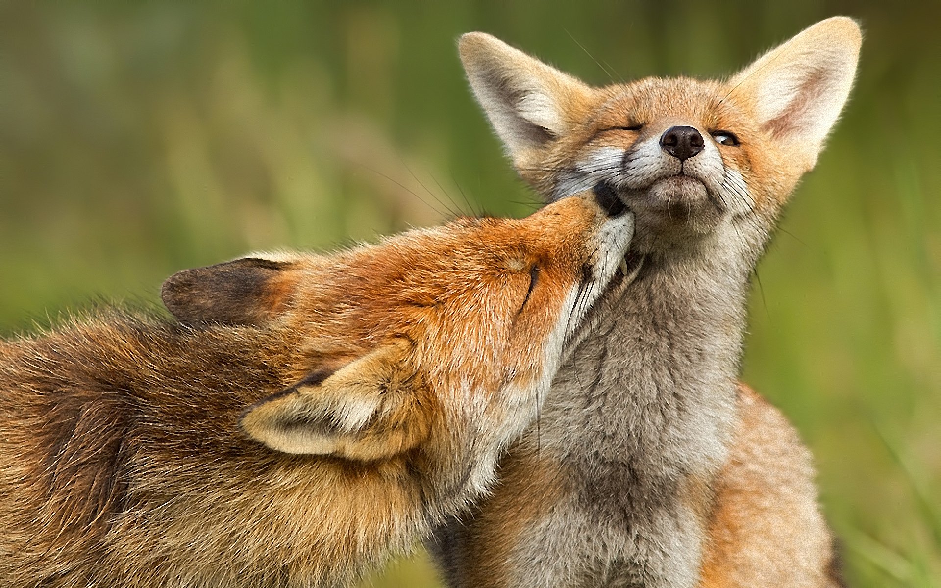 renard prédateur