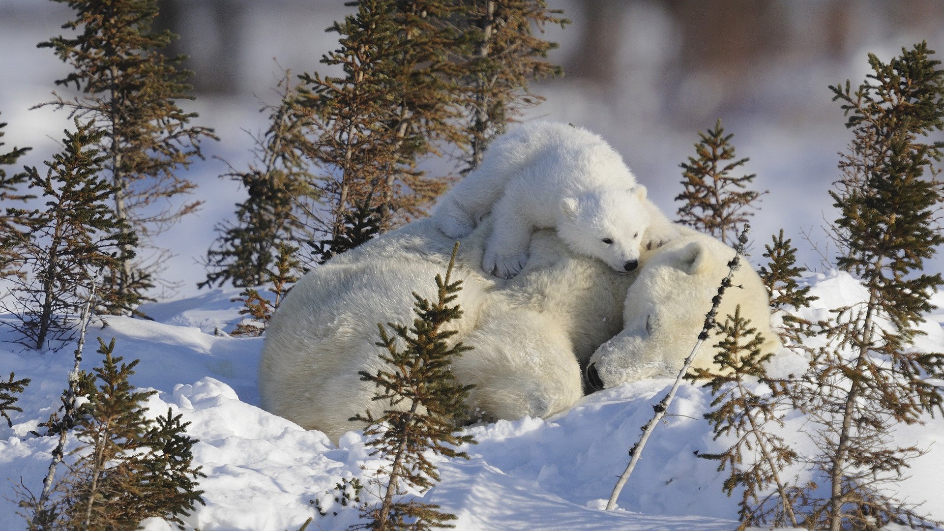 mamma bambino cucciolo dipper cucciolo di orso addormentato bianco orsi sulla neve