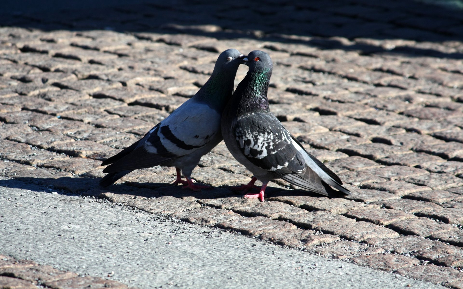 pigeons love kiss romance peace romantic