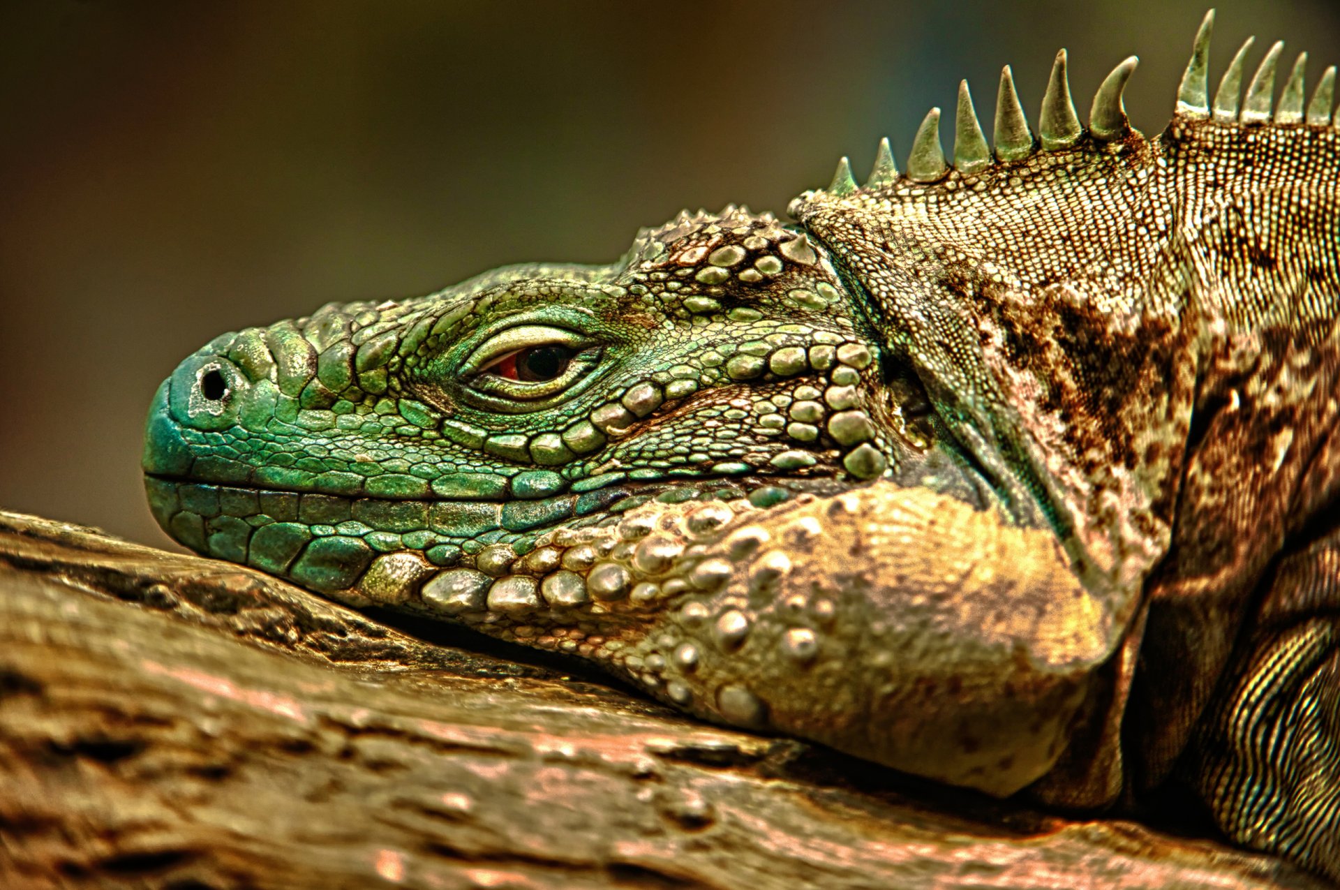 lagarto iguana hdr