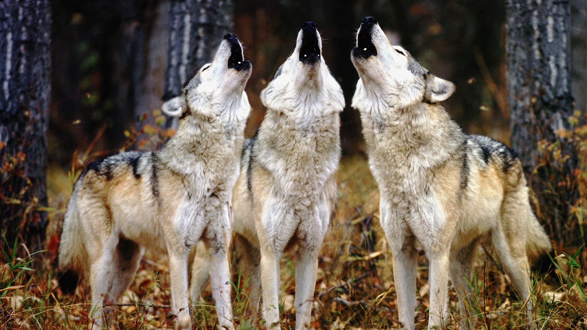 wolves three howling