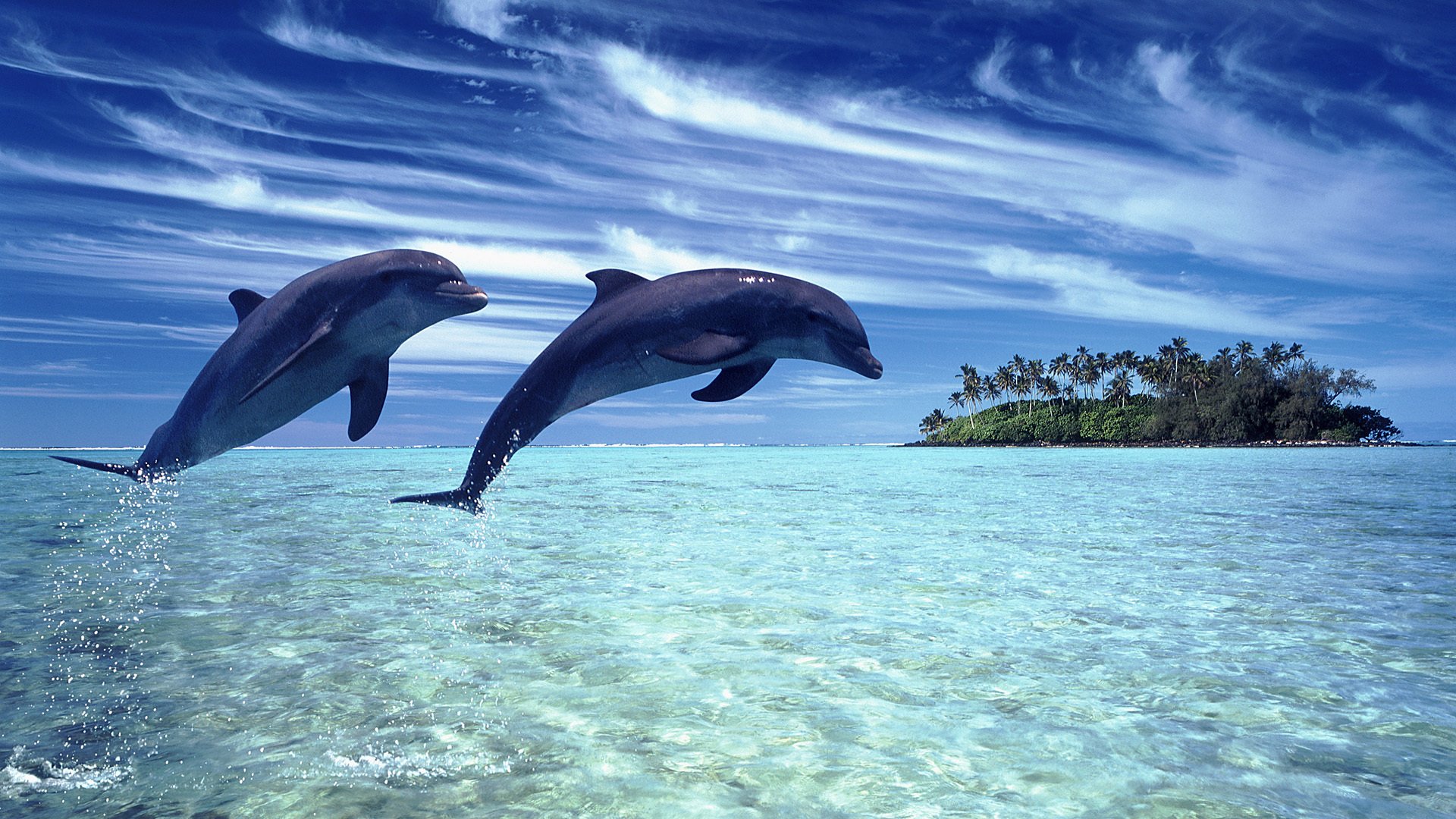 naturaleza paisaje delfines mar cielo