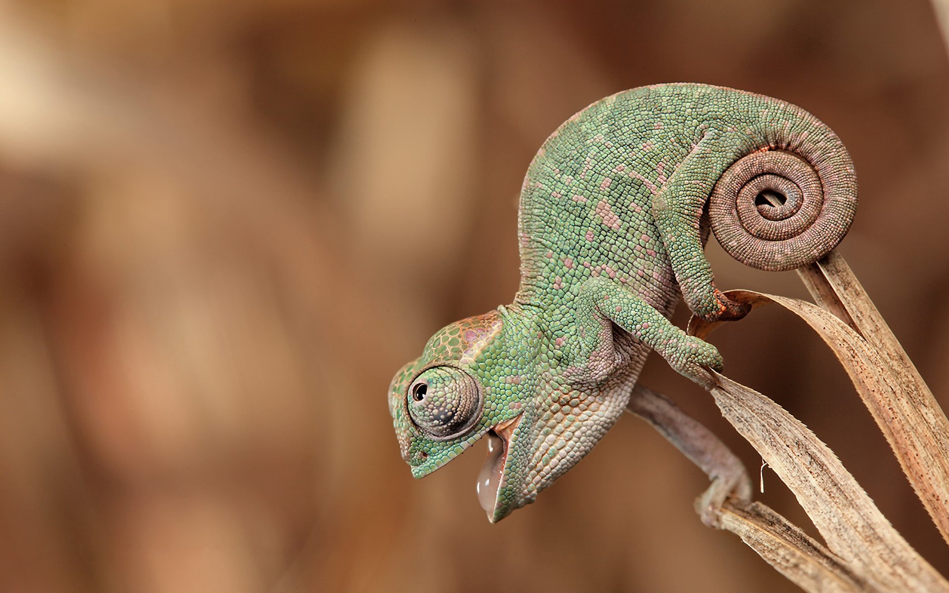 caméléon assis regardant