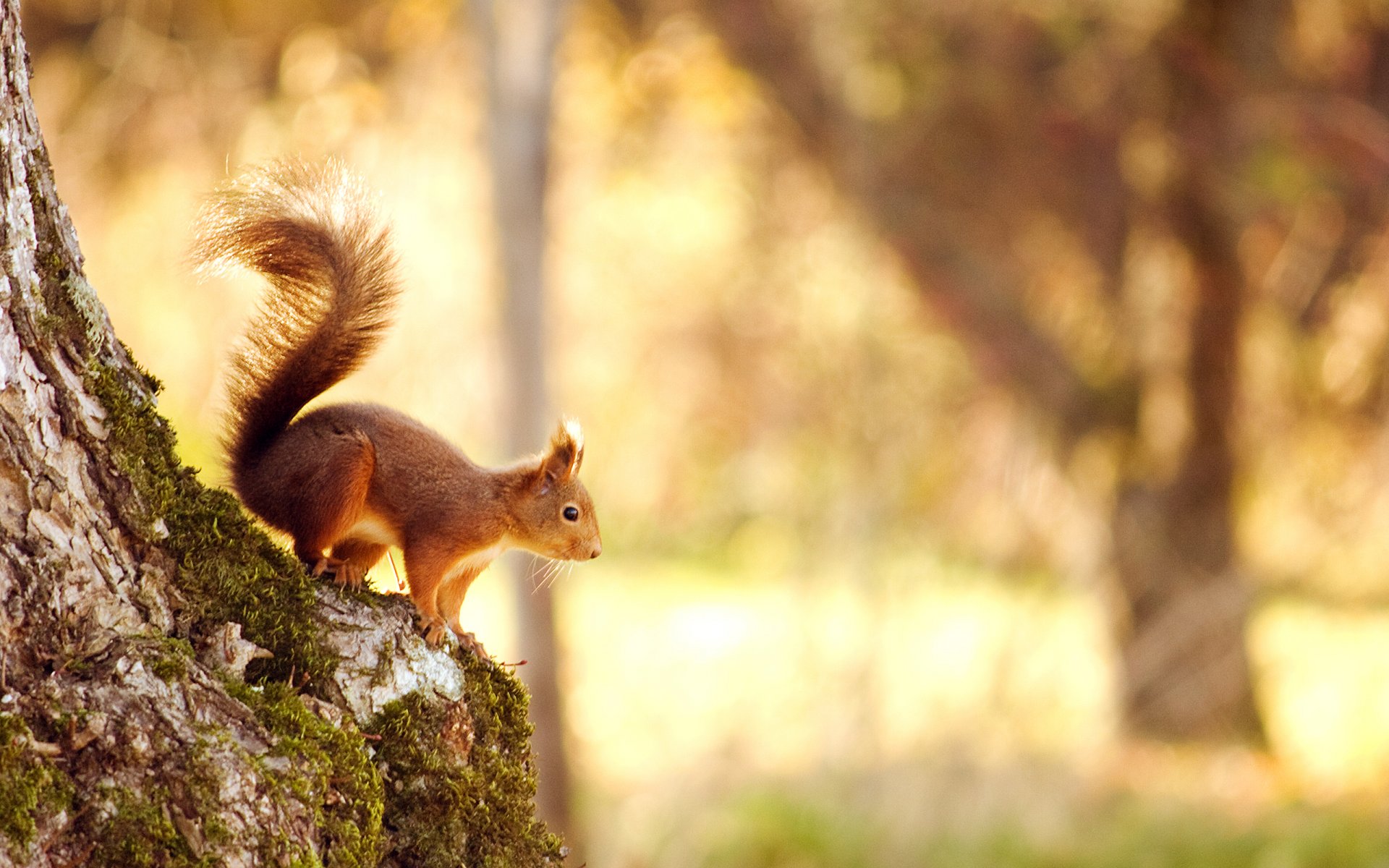 quirrel forest bokeh tree nature light 1000000