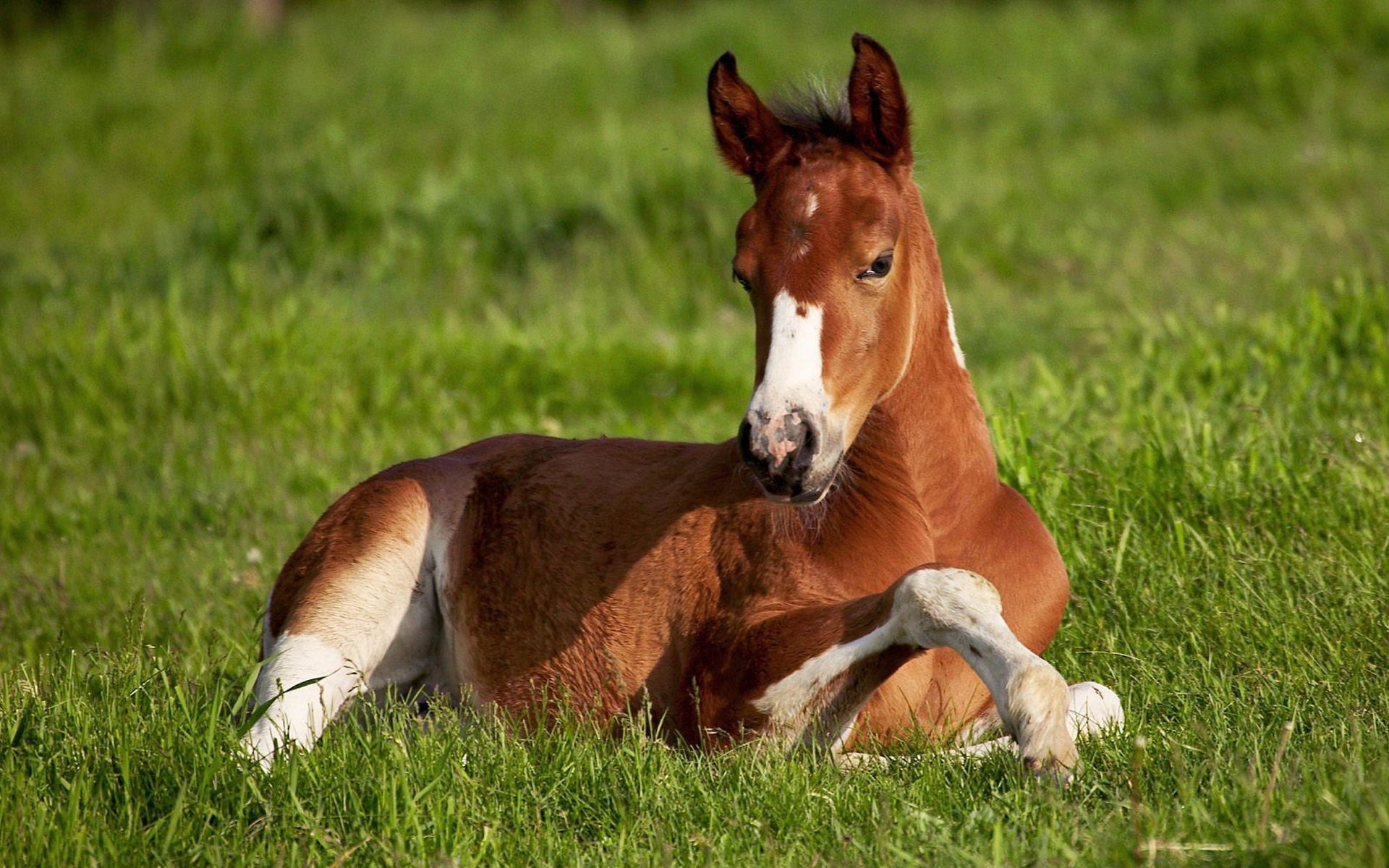 background the field grass horse zhirebёnok