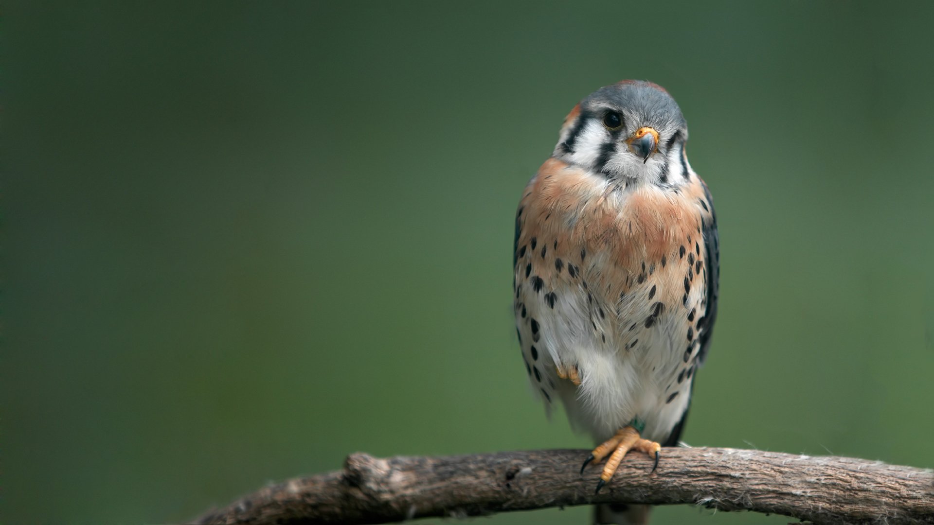 hawk poultry branch predator bird 1920x1080