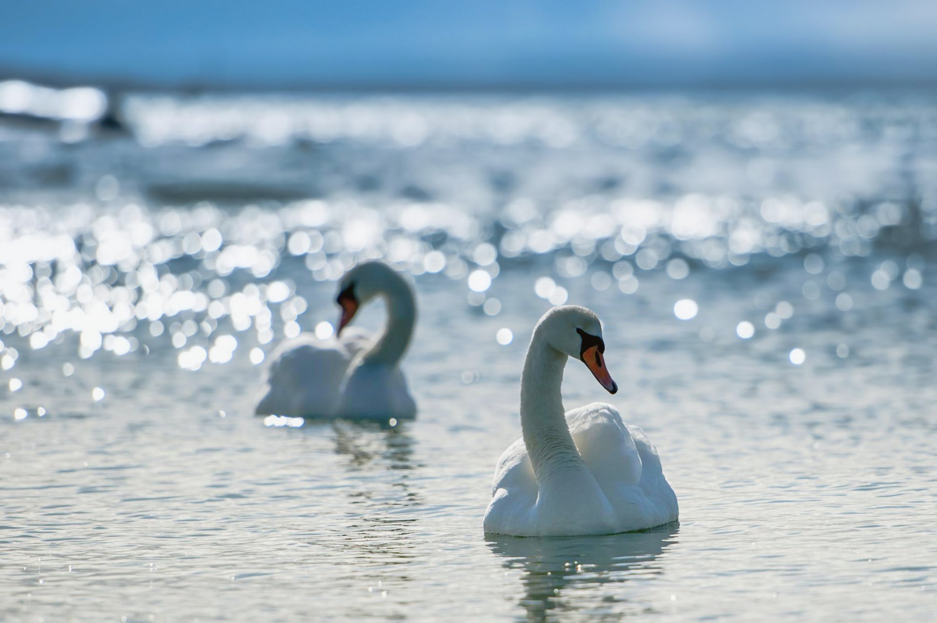 cigni acqua abbagliamento