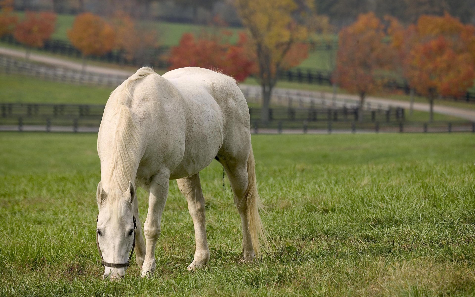 tiere pferd pferde pferd pferde pony pferde hengst hengste gras wiese weide straße villa feld felder zäune fokus