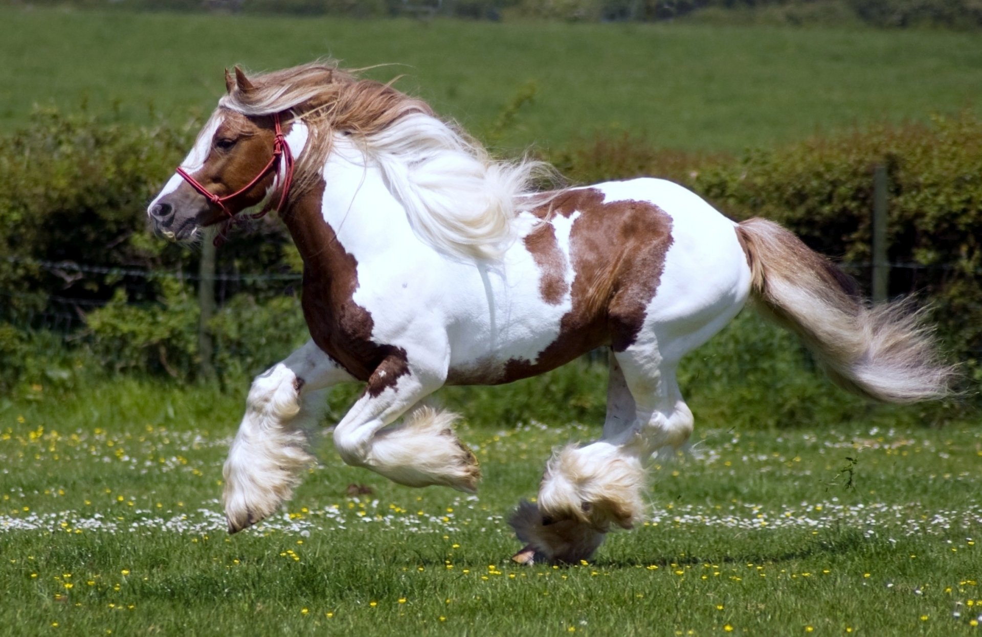 horse horse frieze shire shire breed shire horse jumps nature grass field pasture animals animal horses horses steed stallion stallions beautiful mane hoove