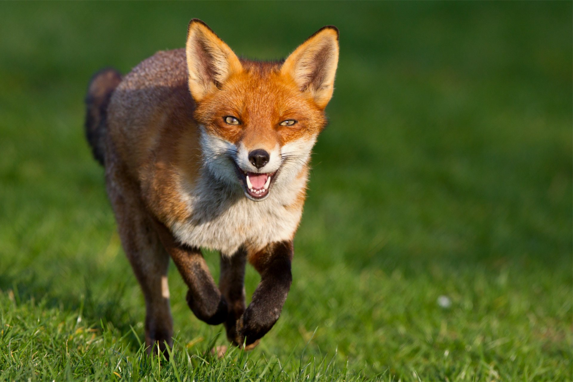 fox fox red running muzzle sly look grass green background