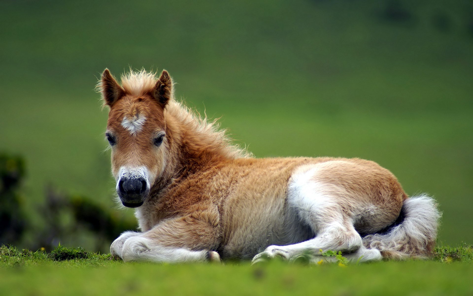 caballo naturaleza