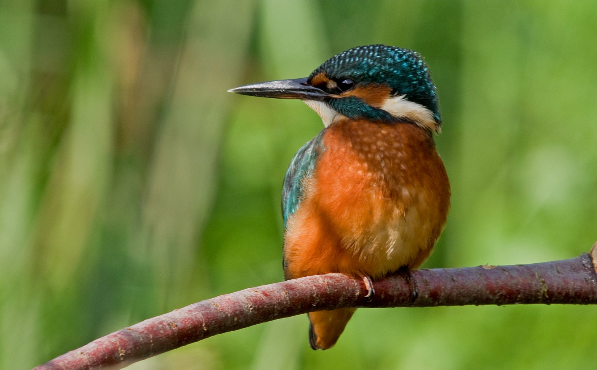 poultry branch common kingfisher rybalochka kingfisher alcedo atthi