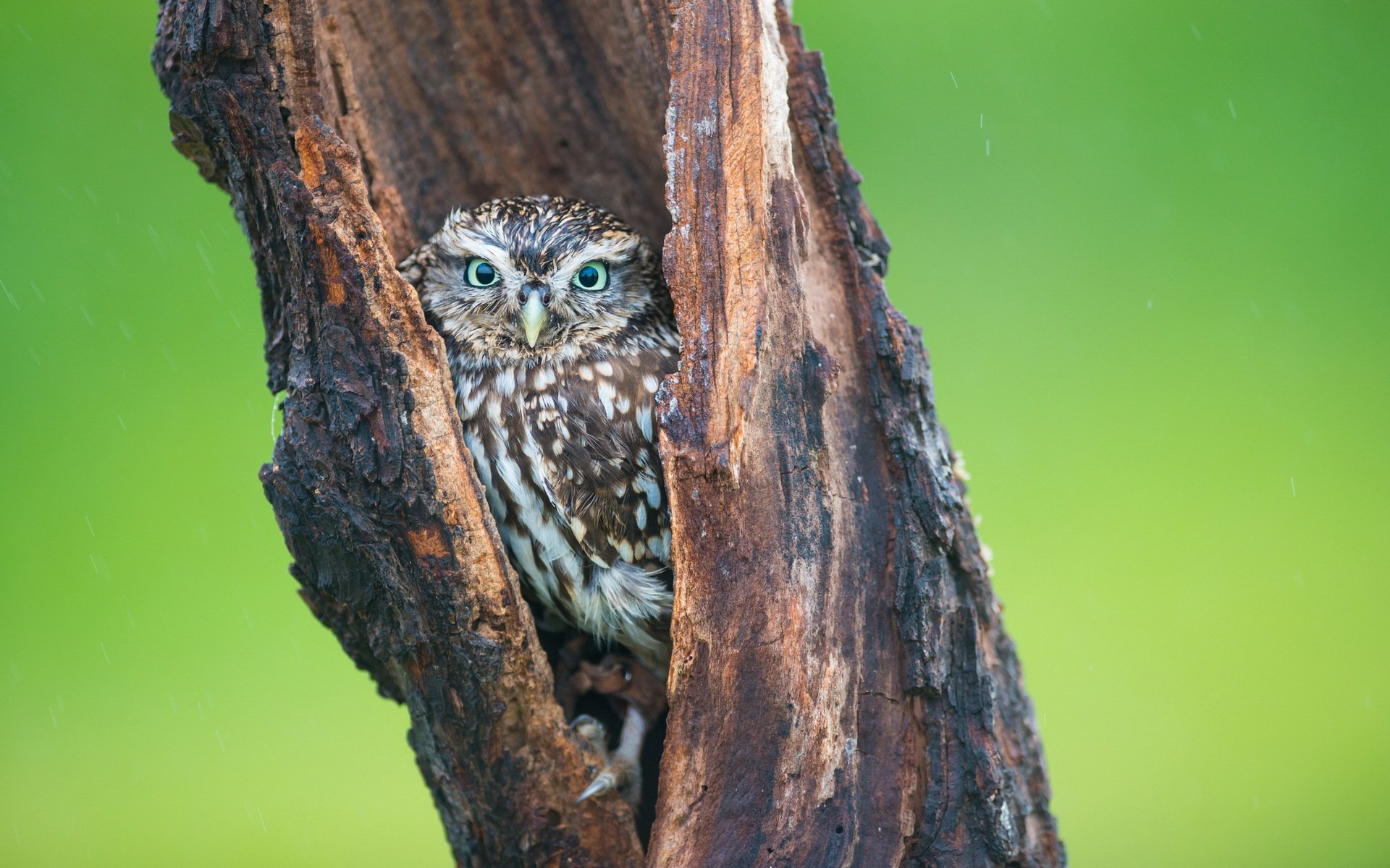 pájaro búho árbol