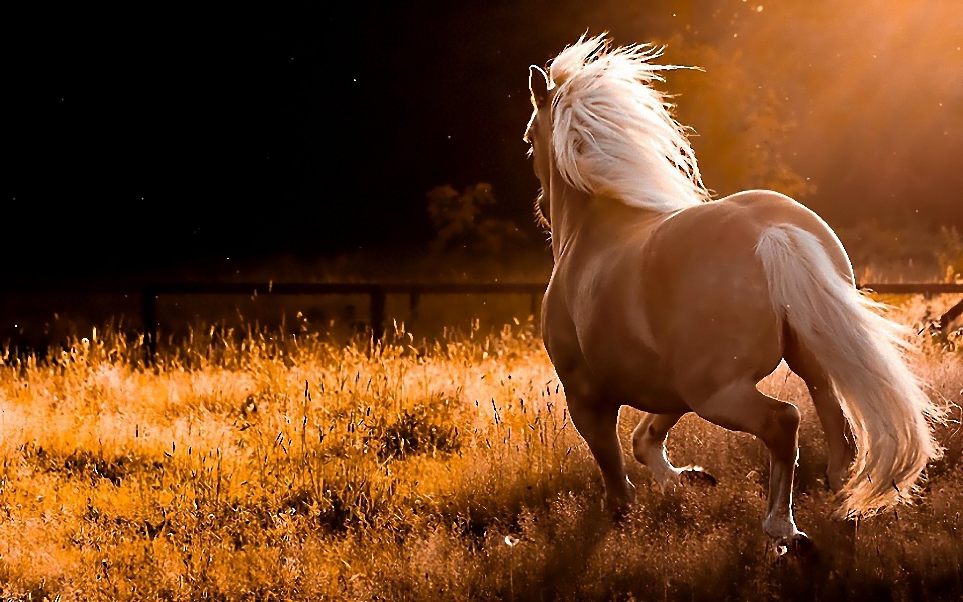 cavallo giocando in natura