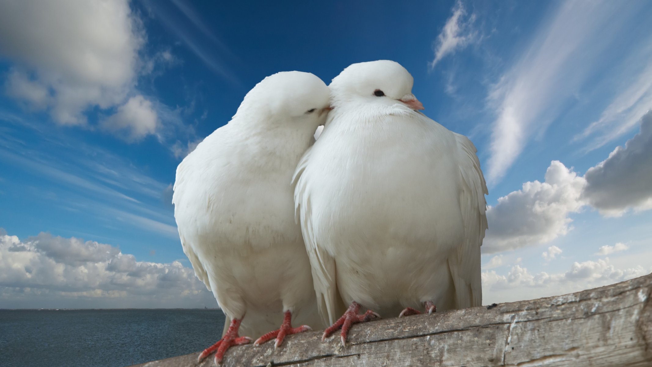 paloma nubes cielo mar tronco amor romance beso paz romántico paloma torso día de san valentín pasión