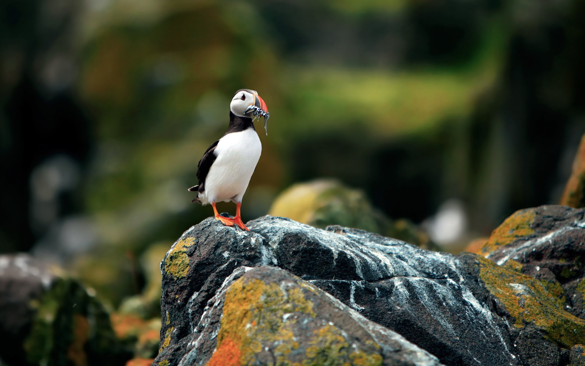 birds poultry atlantic puffin fratercula arctica puffin stones rock blur background