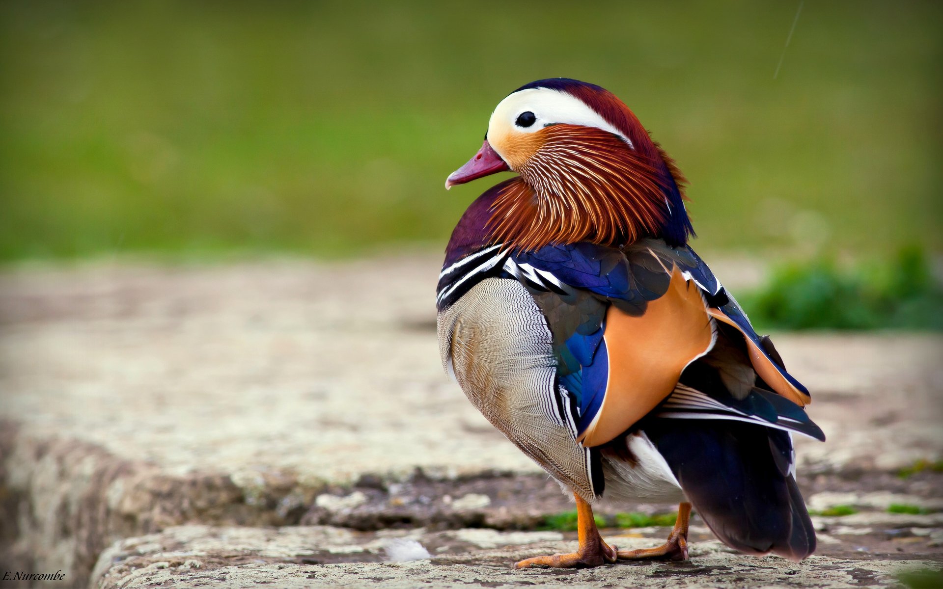 vogel ente mandarine