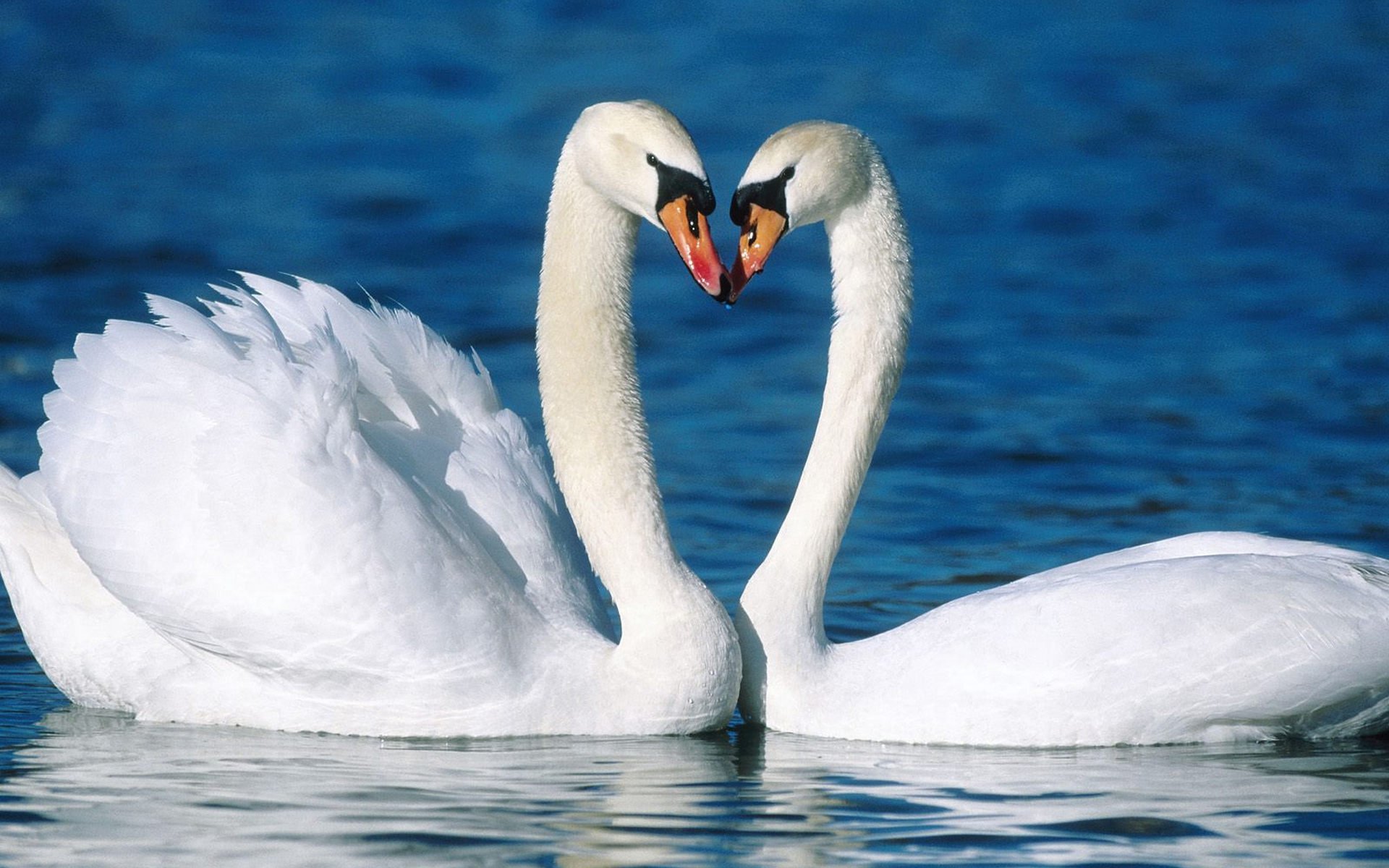 cygnes couple belle oiseaux amour fidélité cygne eau