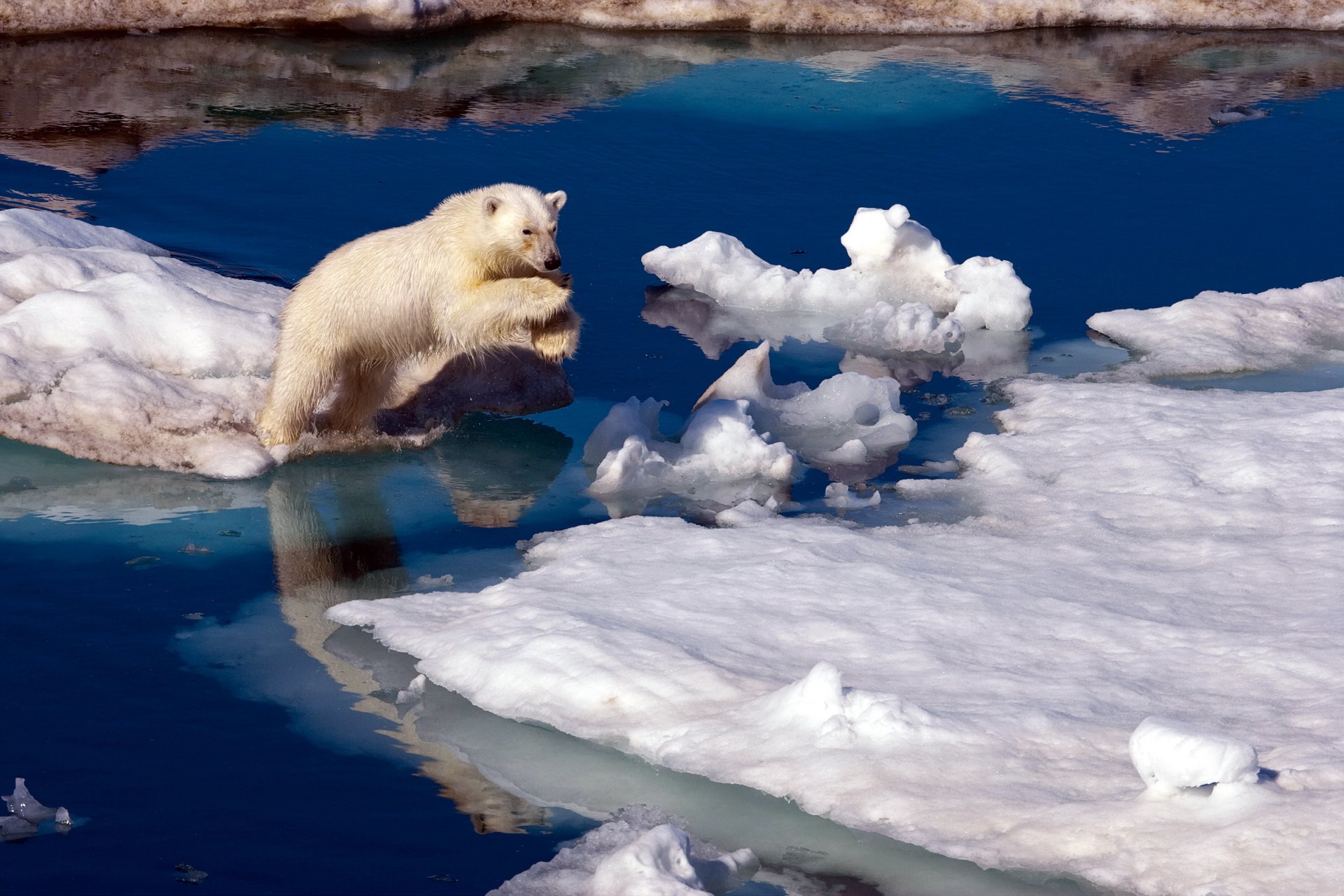 oso norte naturaleza