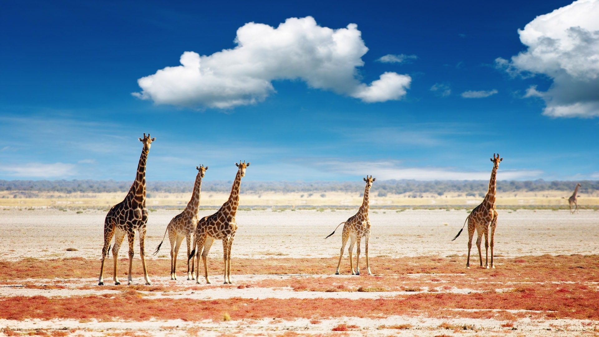 giraffes sky cloud