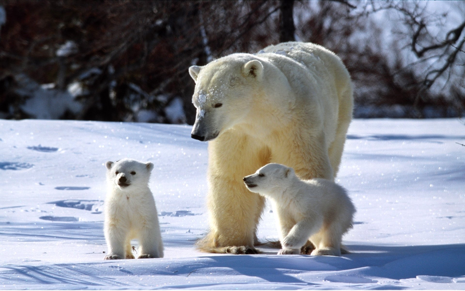 polaire ours oursons famille hiver ensoleillé neige scintille trois ours