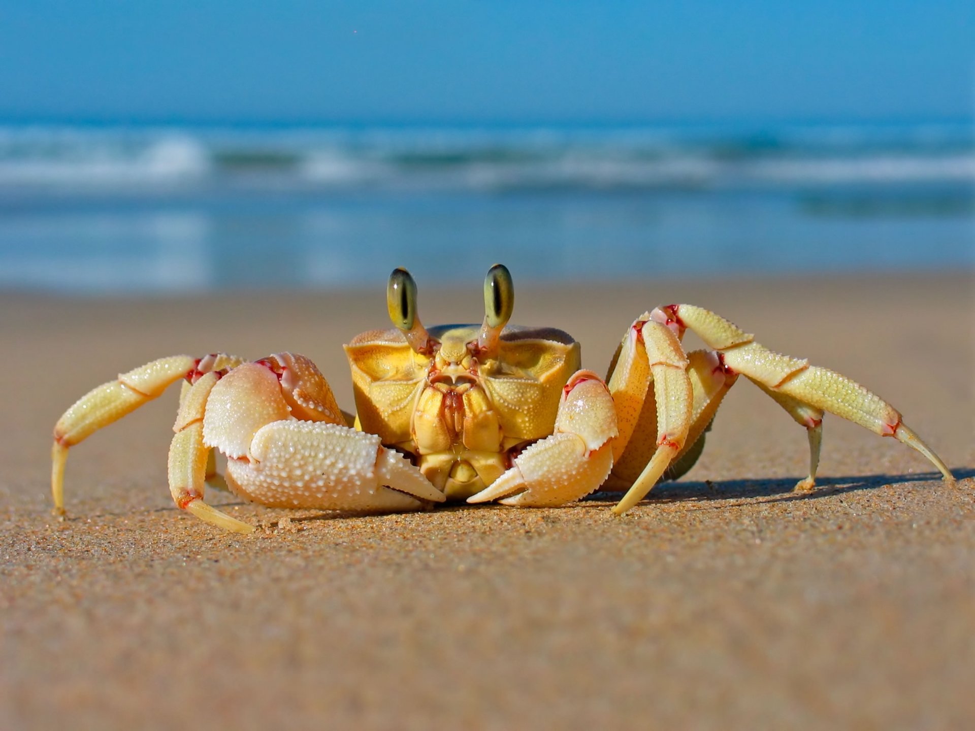 crab sea beach sand