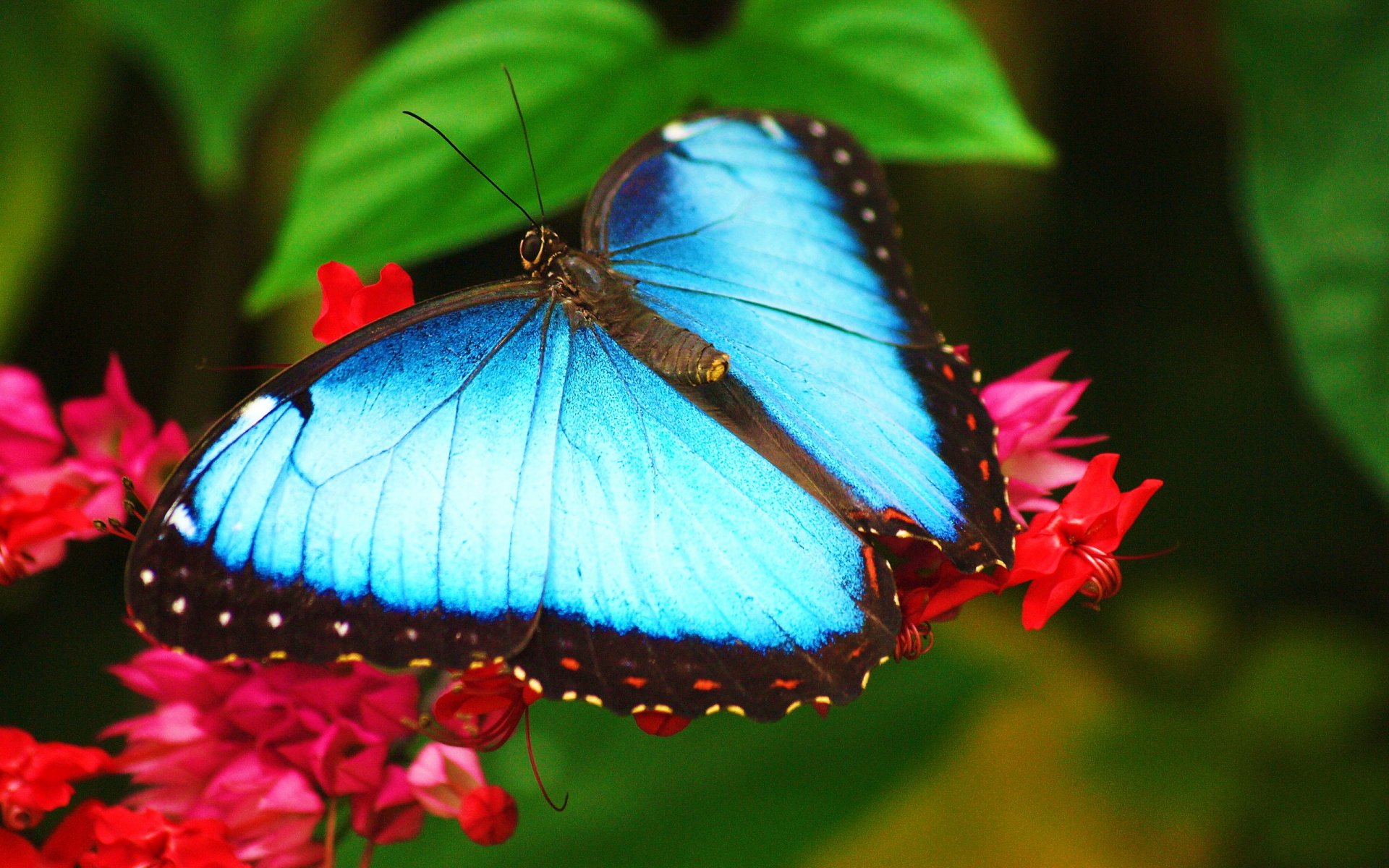 mariposa azul morfo se sienta en la flor papel pintado