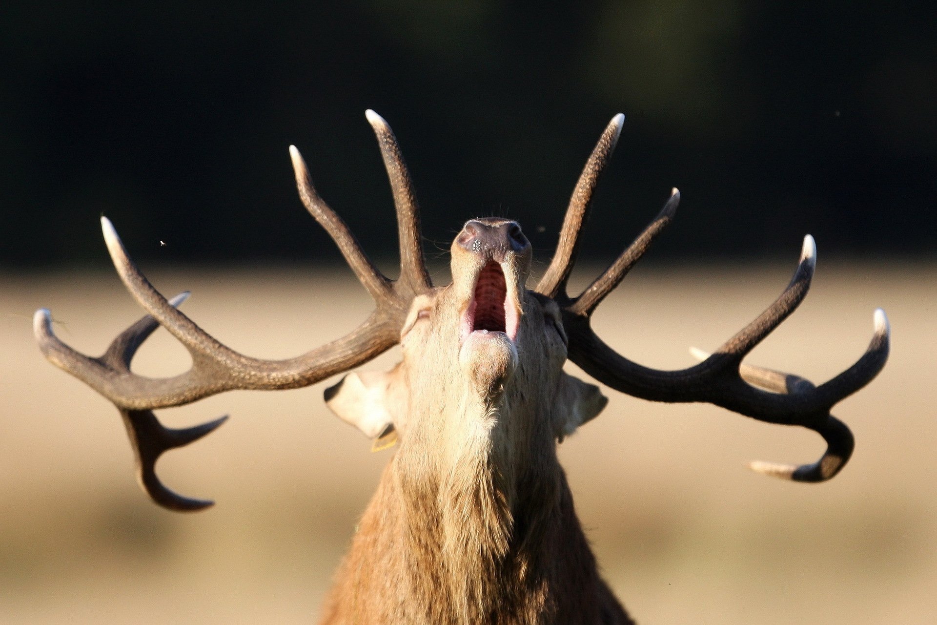 cerf nature bois