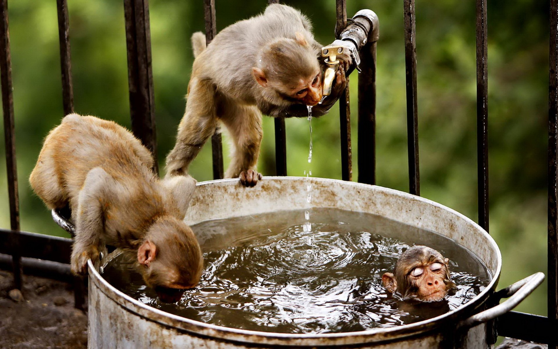 monkey water nature