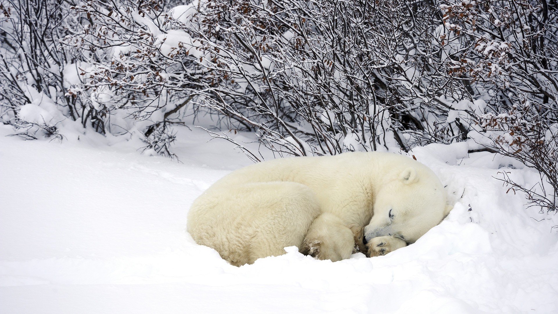 niedźwiedź polarny las zima śnieg