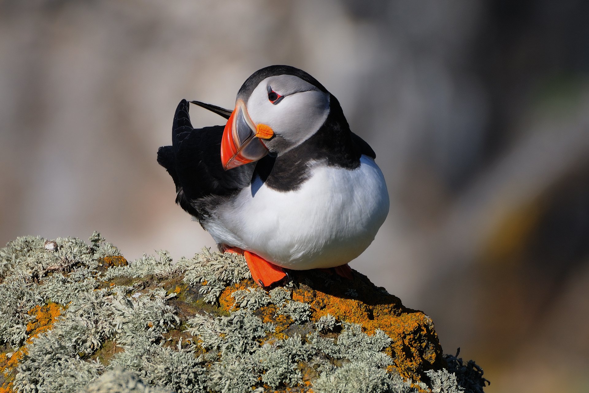 uccello puffino atlantico fratercula arctica puffino roccia rocce rosemouth