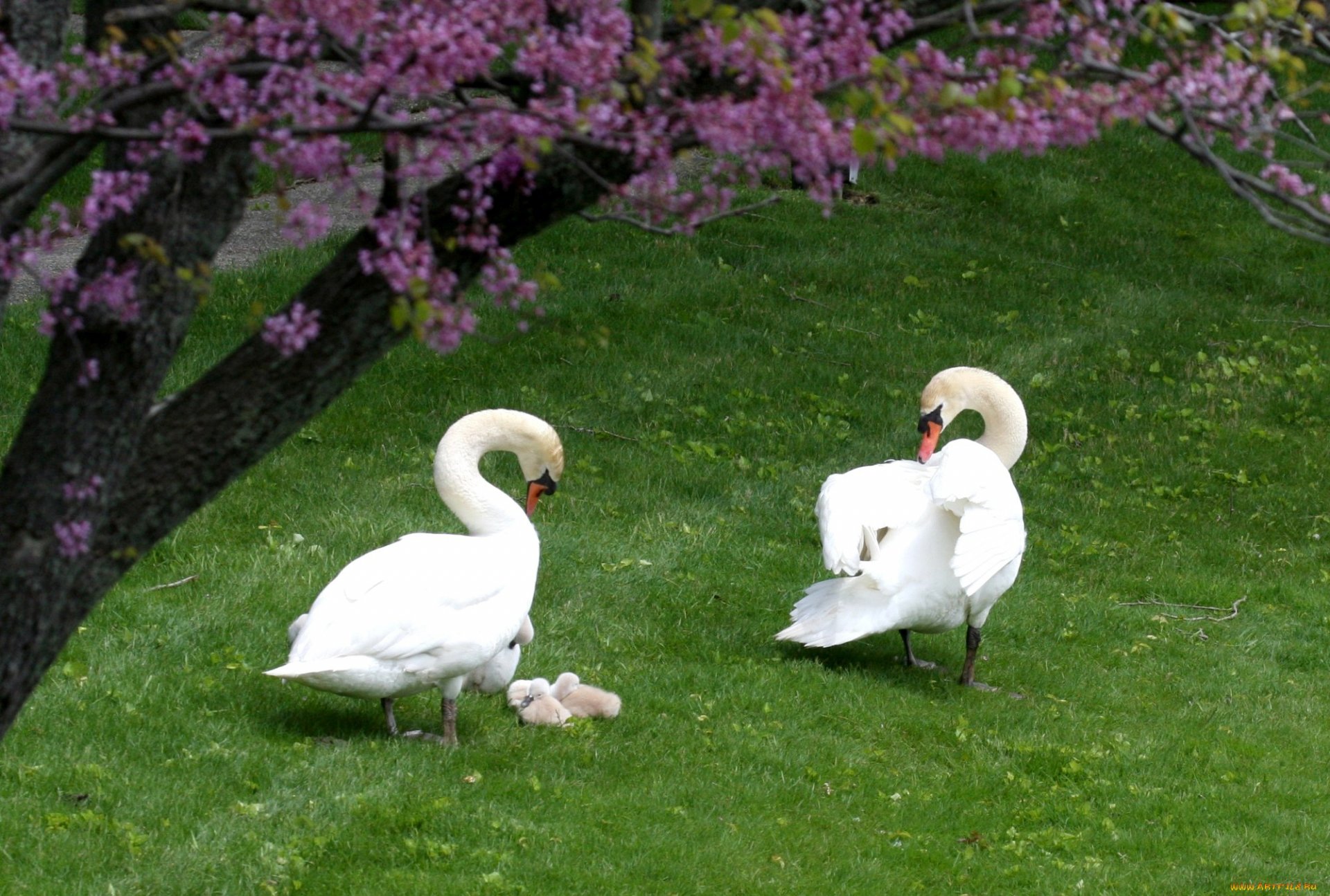 background grass the field white swans the pair ducks family offspring green tree flower spring