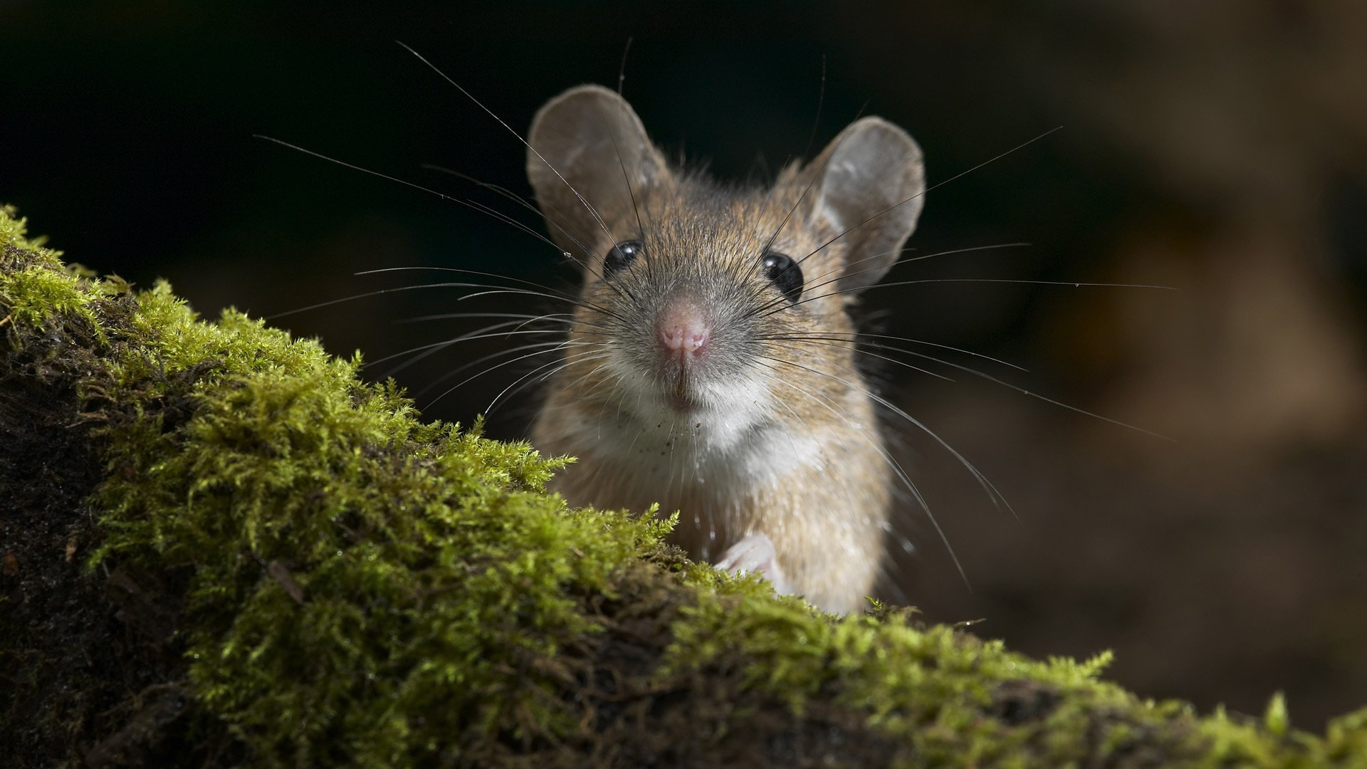 souris souris bûche mousse museau rongeur gros plan