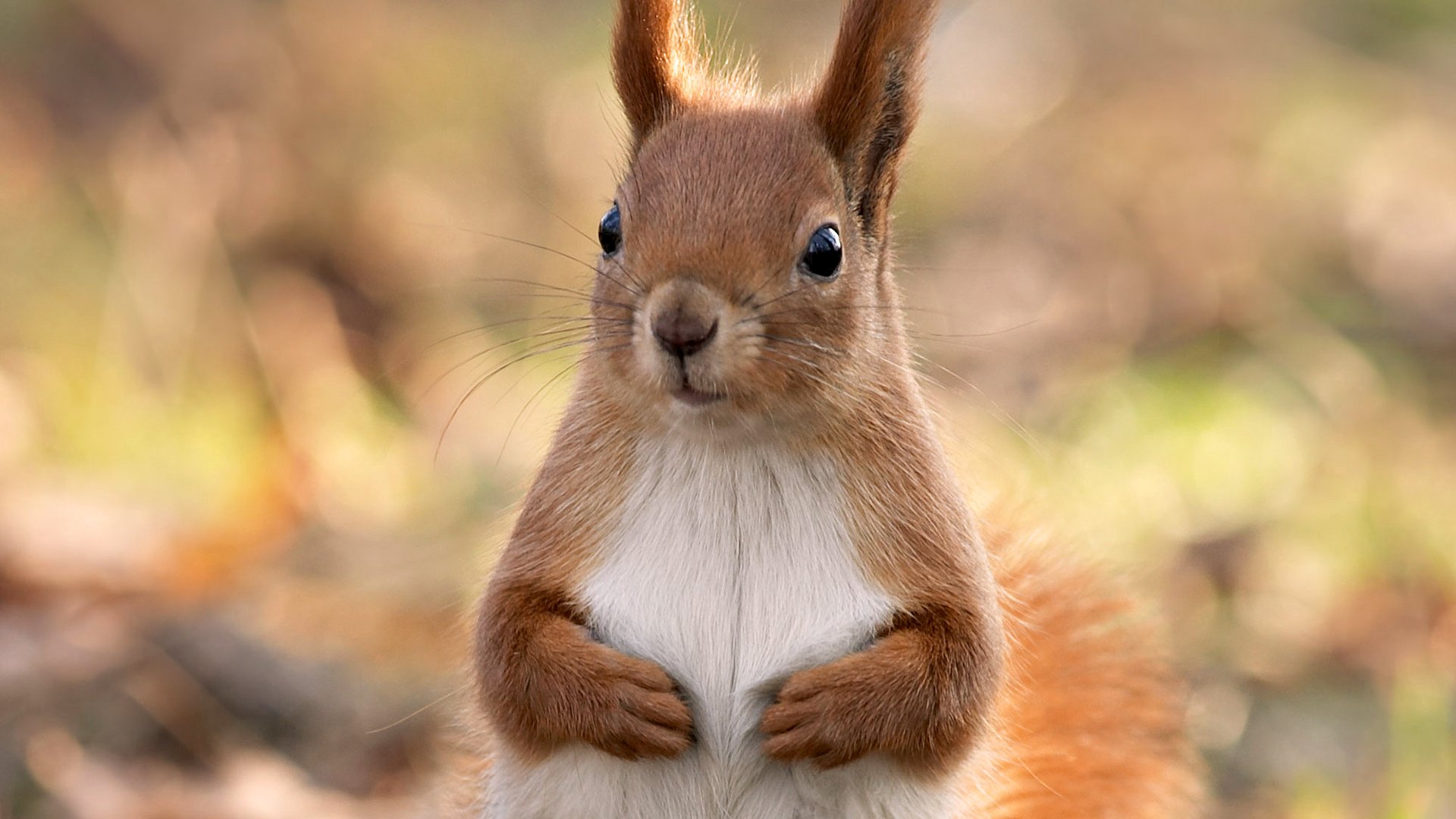 ardilla animal de cerca bosque hermoso