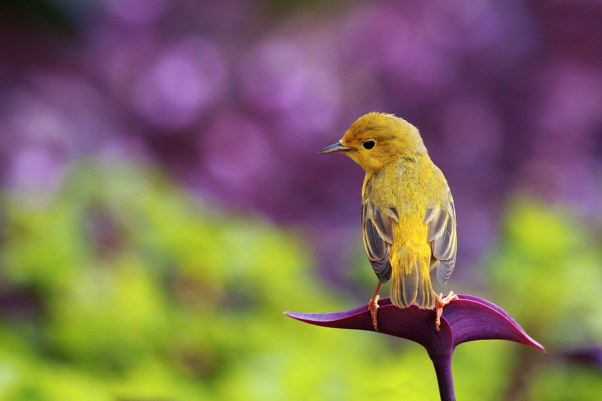 birdie fond éblouissement bokeh